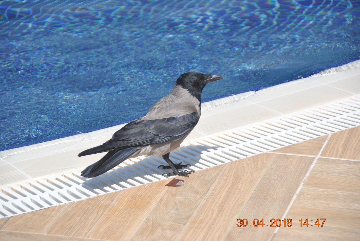 imagini hotel ARCANUS RESORT